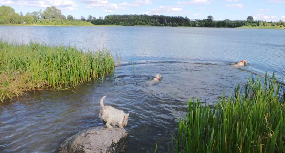 hotel dla psów, hotel dla zwierząt domowych, hotel dla kotów - sprawdzone, najlepsze noclegi, najlepsza opieka, godna zaufania opiekunka na czas urlopu właściciela, wakacje dla psów i dla kotów - województwo pomorskie: Gdańsk, Sopot, Gdynia - Trójmiasto oraz Rumia, Reda, Wejherowo, Żukowo, Kaszuby, Kartuzy, Chwaszczyno